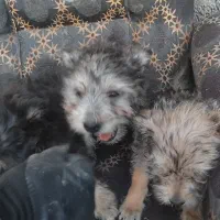 تریرشتیزو سه ماه