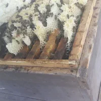 زنبور کارنیکا