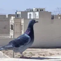 کوبوترپلاکی ماده|پرنده|شاهین‌شهر, شهرک هشت بهشت|دیوار