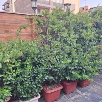 ۳۰ عدد یاس هلندی