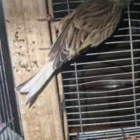 سینه سرخ قناری سبز ابلق دم سفید سهره