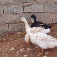 اردک نر و ماده