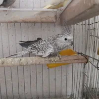 عروس وکوتوله|پرنده|ابریشم, |دیوار