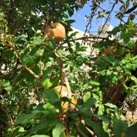خونه ویلای روستایی|فروش خانه و ویلا|سلفچگان, |دیوار
