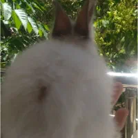 بسیار خرگوش زیبا