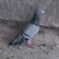 کبوتر|پرنده|سوسنگرد, |دیوار