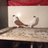 فروش کبوتر یا کفتر|پرنده|مشکین‌دشت, |دیوار