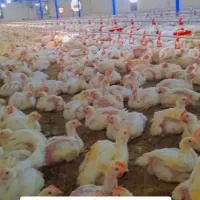 جذب نیروی کارمرغداری شاهرود