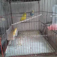 مرغ عشق حراج