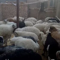 بره کوهه صادراتی پشم چیده فارس بوانات