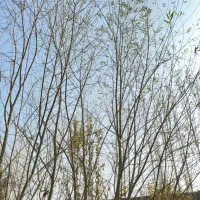 نهال بید مجنون ۳ تا ۴ ساله