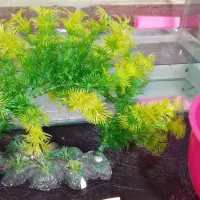 تعدادی ماهی|ماهی|چهاردانگه (تهران), |دیوار