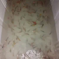 ماهی کوی رنگ های خاص