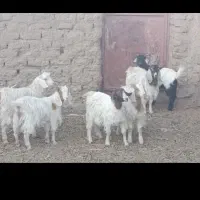 بزغاله دورگ بره ماده موتورلیفان خشک اگهی درست بخون|حیوانات مزرعه|گزیک, |دیوار