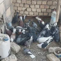 کبوتر ۳۰عدد|پرنده|پیر بکران, |دیوار