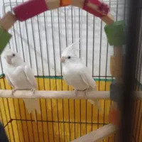 عروس هلندی نروماده آلبینو|پرنده|صائین قلعه, |دیوار