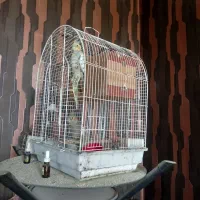 عروس هلندی مولد