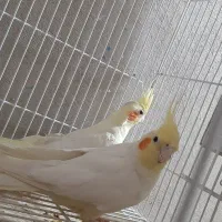 یک جفت عروس|پرنده|سراوان, |دیوار