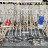 ابزار و قناری عروس پرنده سهره و دریل اهوازی|حراج|نظرآباد, نظرآباد|دیوار