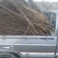 نواع نهال ، بذر، قلمه و  درختان مثمر وغیرمثمر