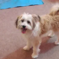 سگ ماده یک ساله  نژاد شیتزو کراس