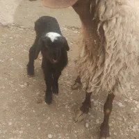 میش وبره|حیوانات مزرعه|کرمانشاه, |دیوار