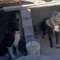 یک جفت سگ نرو ماده یک سالو ۲سه ماهه