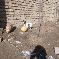 توله سگ|سگ|زند, |دیوار