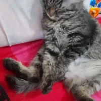 گربه فروشی|گربه|ورامین, جعفر آباد اخوان|دیوار