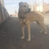 فروش سگ