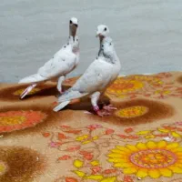 یک جفت سار ماده