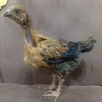 جوجه محلی ، طلایی