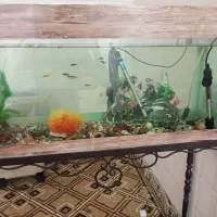 آمواریوم با لوازم