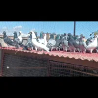 کبوتر