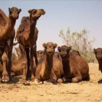 محصولات باکیفیت وتازه شتر*شیر+دوغ
