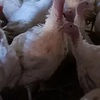 بوقلمون گوشتی کاملا ارگانیک|حیوانات مزرعه|احمدسرگوراب, |دیوار