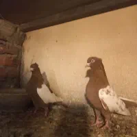 سینه سرخ جفت|پرنده|عجب شیر, |دیوار