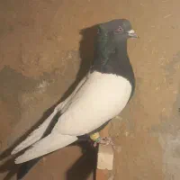 ماده سینه سیاه