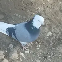 شازده نر کاکولی|پرنده|هیر, |دیوار