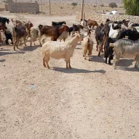 فروش بز|حیوانات مزرعه|کازرون, |دیوار
