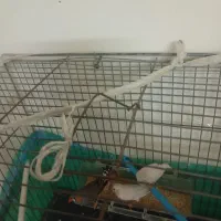 فنچ زبرا سه تا