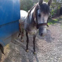 فروش نریان ۵ساله