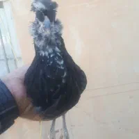 نیمچه مرغ و خروس گلین|حیوانات مزرعه|کرمانشاه, |دیوار