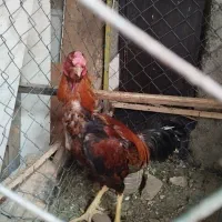 دو عدد خروسی