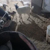 کهره نر.  ماده