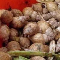 فروش حلزون البینو