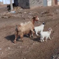 شاه بز جملی دوقلو چاق بادوبزغاله بزرگ