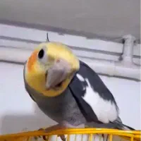 عروس هلندی گم شده گمشده