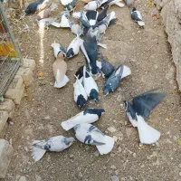 کبوتر/خوشرنگ/حراج