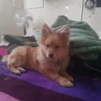 سگ پامر روباهی